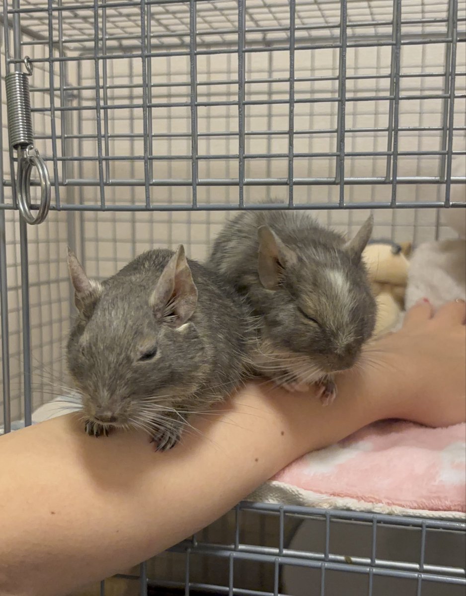 後ろでぼふぼふしてる🤭

#デグー