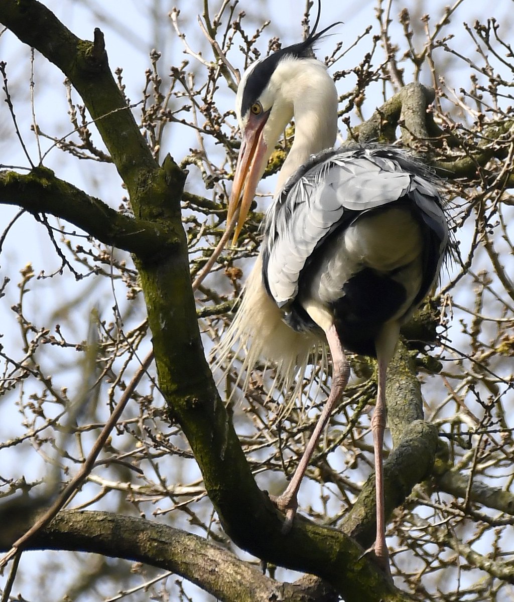 Carl Bovis tweet media