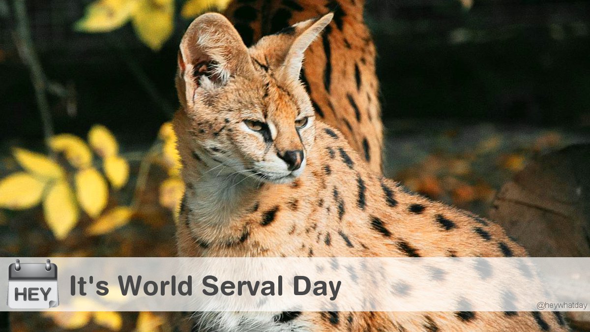 HeyWhatDay tweet media