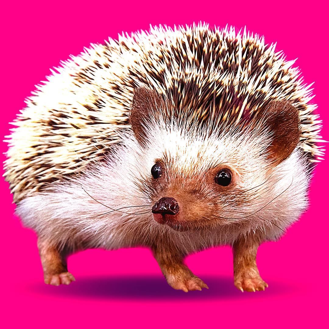 Once In A Wild tweet media