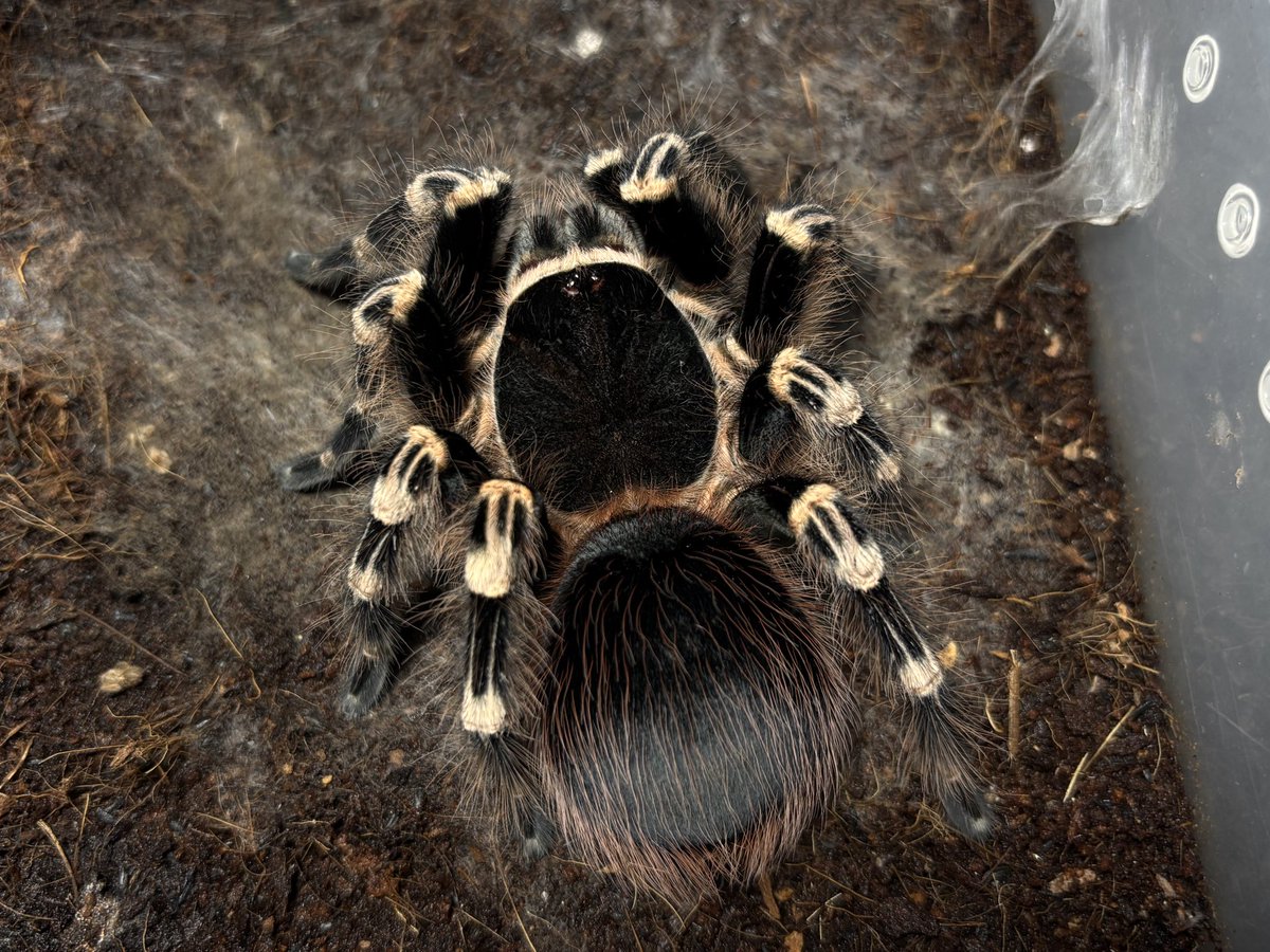Kuri_tarantula's tweet photo. Acanthoscurria geniculata ♀
サンタレムピンクヘアード
(ブラジリアンホワイトニー)

背甲辺りがかなり大きくなった印象です。
まだまだ大きくなるとは思いますが。 https://t.co/Ij0qFwI54E