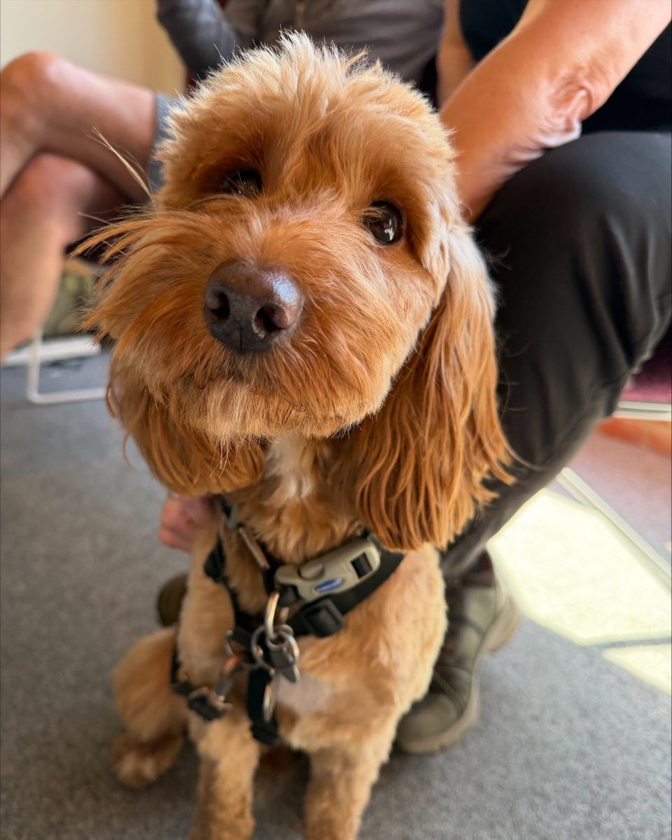 Hearing Dogs for Deaf People tweet media