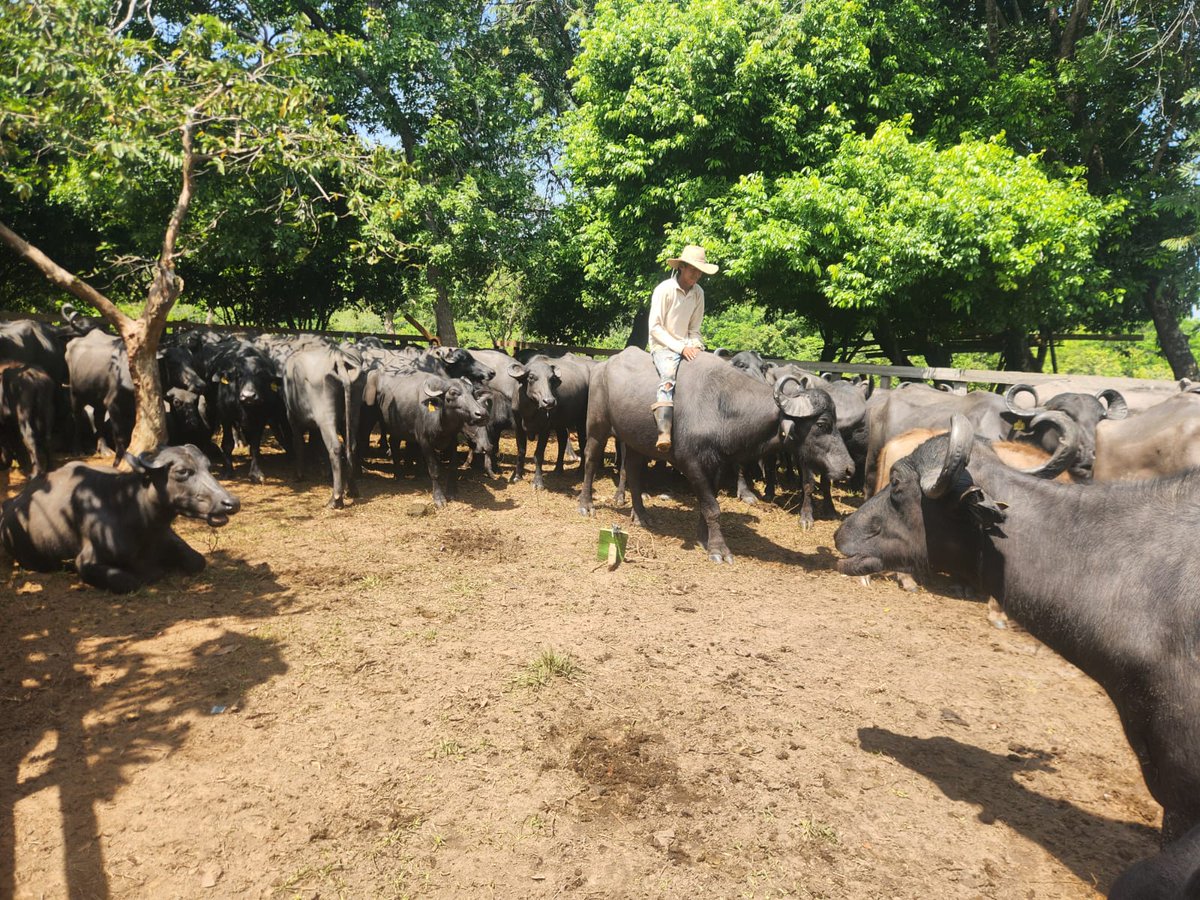 La Primavera Pasion Ganadera tweet media