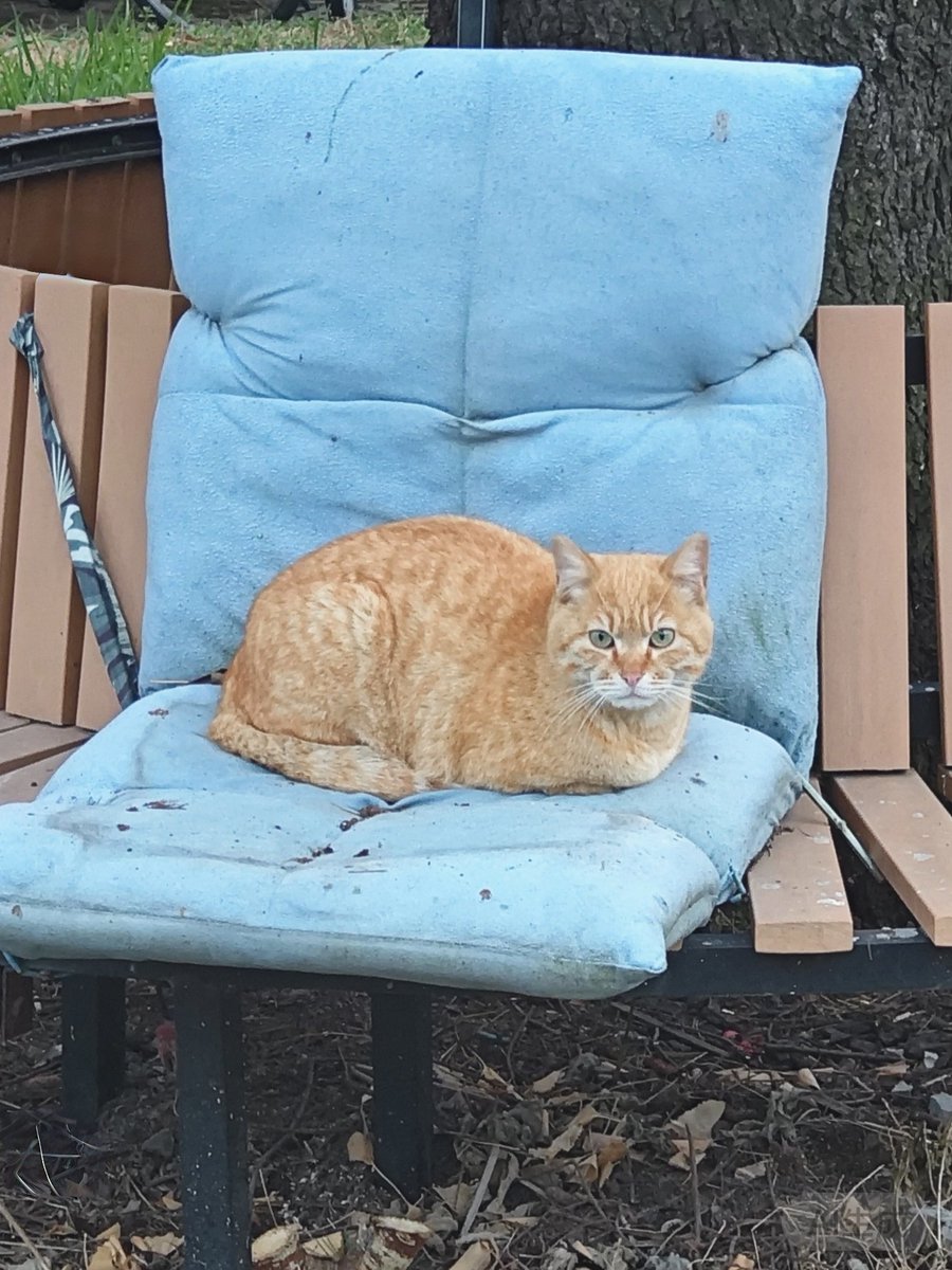 落日贩售机 tweet media