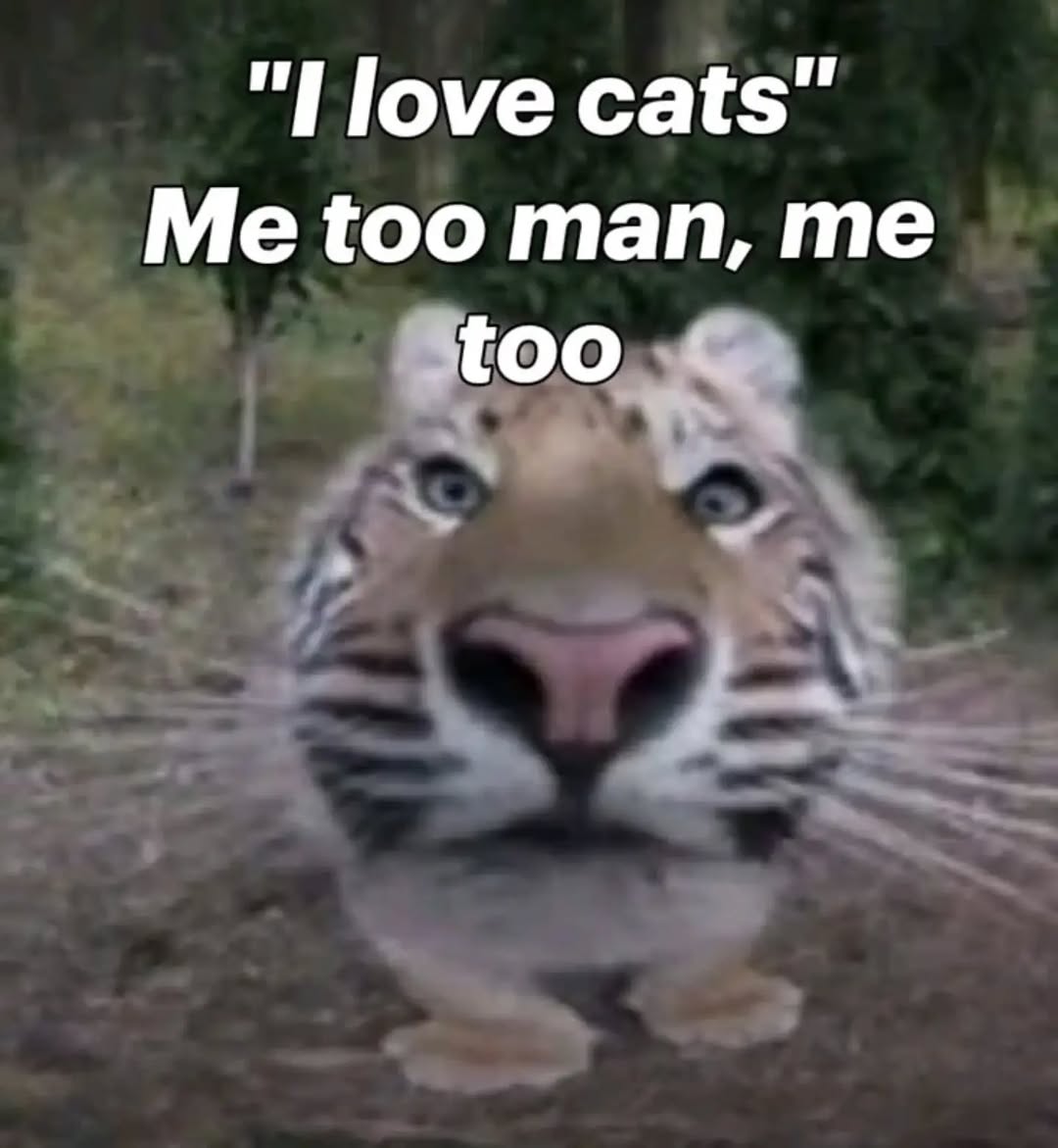 NoCatsNoLife_m's tweet photo. https://t.co/n4erQABjQm