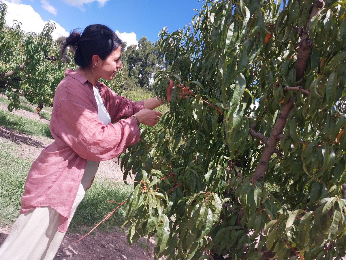 INTA San Pedro tweet media