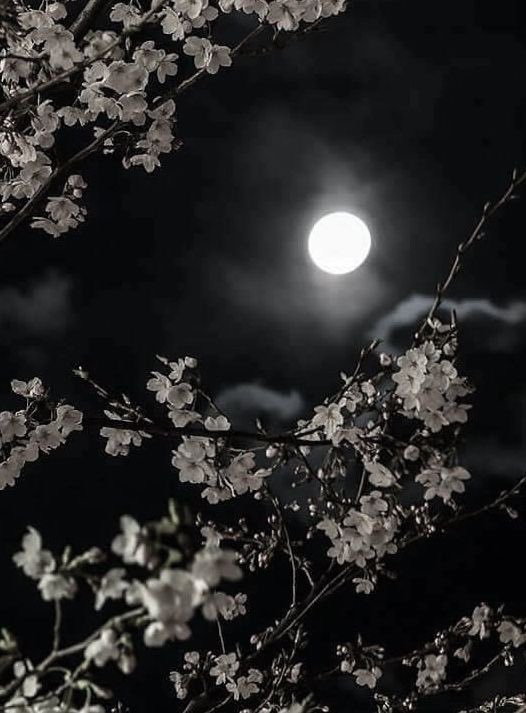 Al086418's tweet photo. 달이 예쁘네요? 어이가 없네. 네가 있는데 달이 내 눈에 보이겠냐? https://t.co/S0Nhg1MkBf