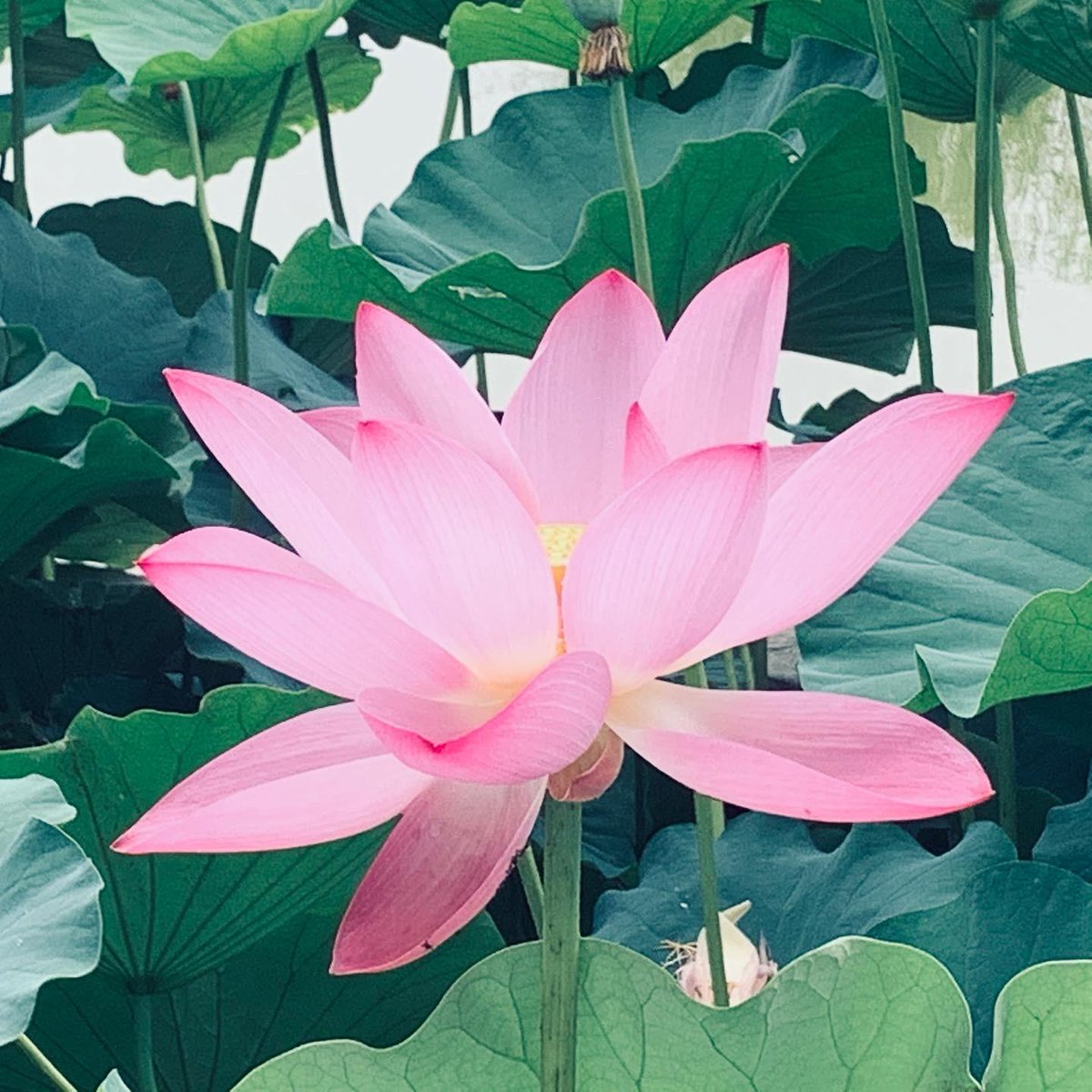 Anderson tweet media