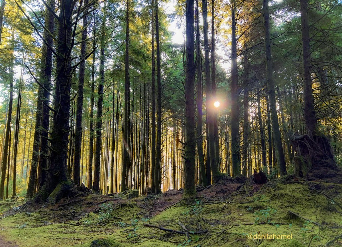 Danita Hamel tweet media