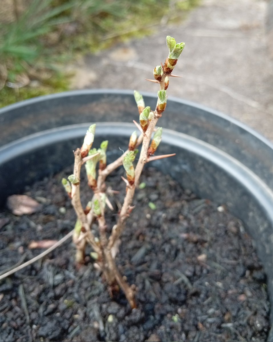 Suz Jamieson 🏴󠁧󠁢󠁳󠁣󠁴󠁿 tweet media