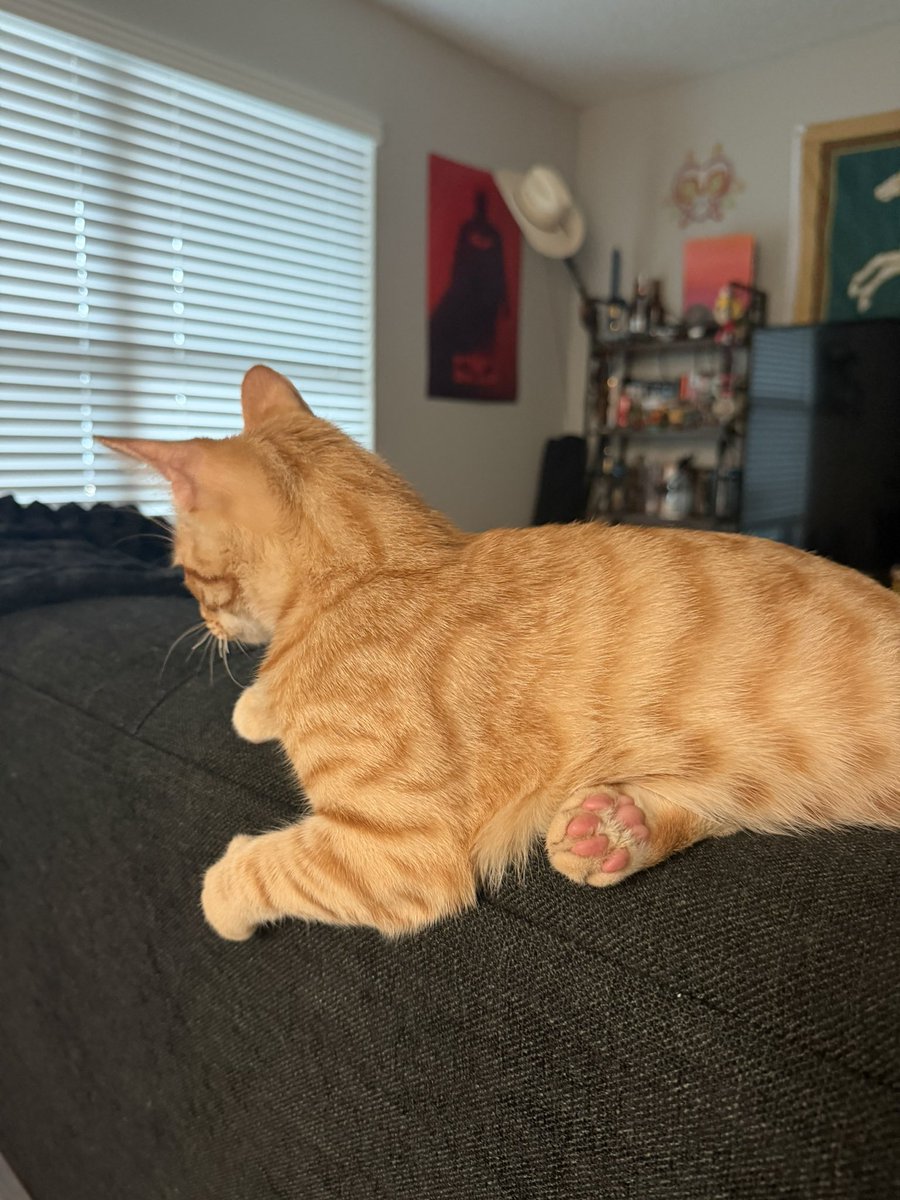 🗽K 🎪 tweet media