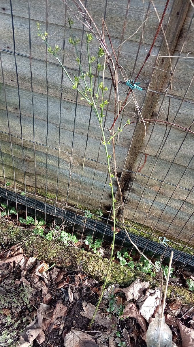 Suz Jamieson 🏴󠁧󠁢󠁳󠁣󠁴󠁿 tweet media