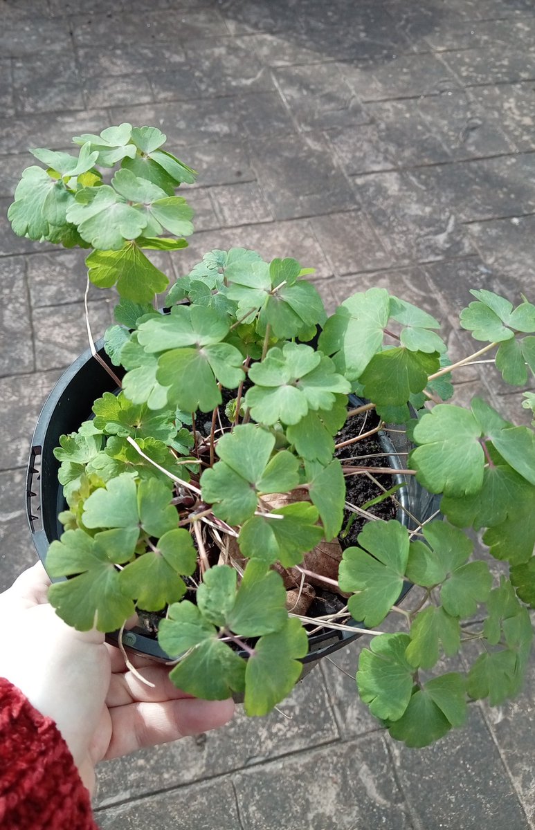 Suz Jamieson 🏴󠁧󠁢󠁳󠁣󠁴󠁿 tweet media