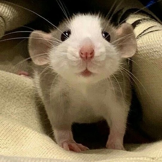 rø’ψ |-/ tweet media