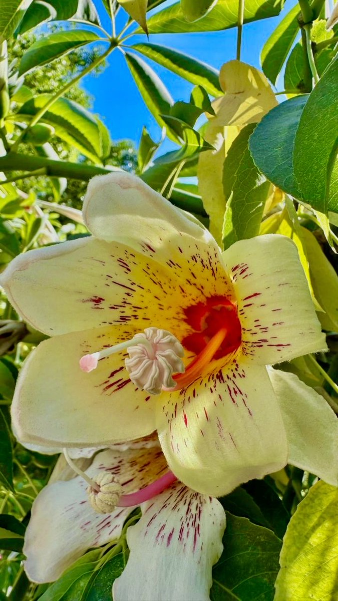 eduardopocai's tweet photo. Cuando observas detenidamente una flor y te preguntas como hizo la naturaleza para crear algo tan bello… https://t.co/M4OCQHowuo