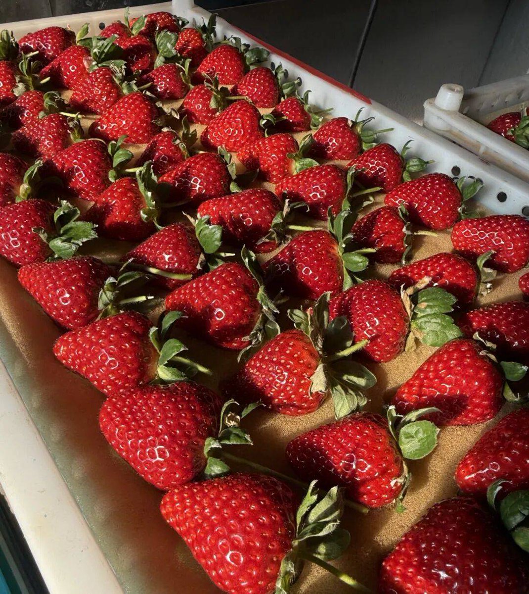 Kent Schmidt tweet media