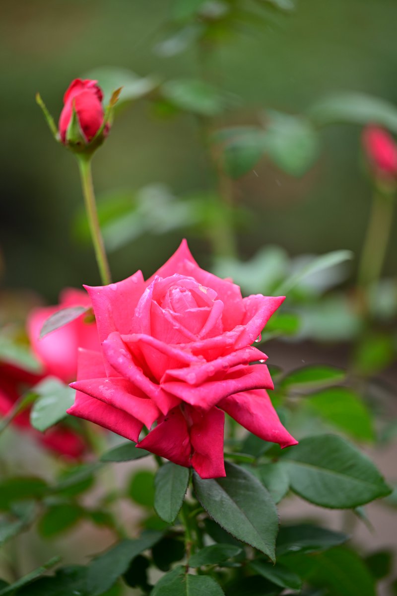 PAPUA（風景・花） tweet media