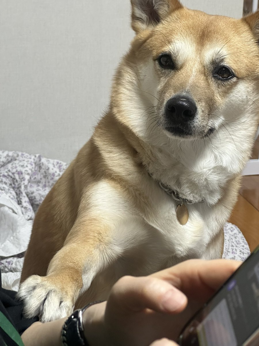 꼽슬이 tweet media