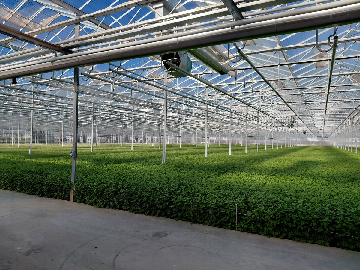 Kees van Egmond 🌼 tweet media