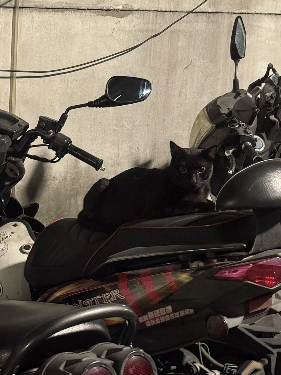 🐯虎嚕命理🐾命理係Vtype🪭 tweet media