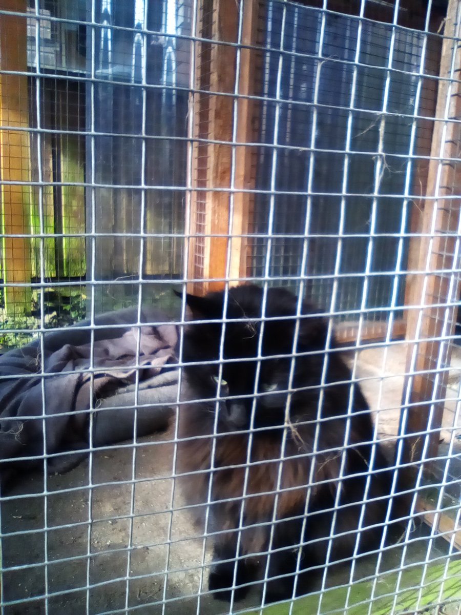 laura watts-fleming in memory of Gabi , Gem🌈 tweet media