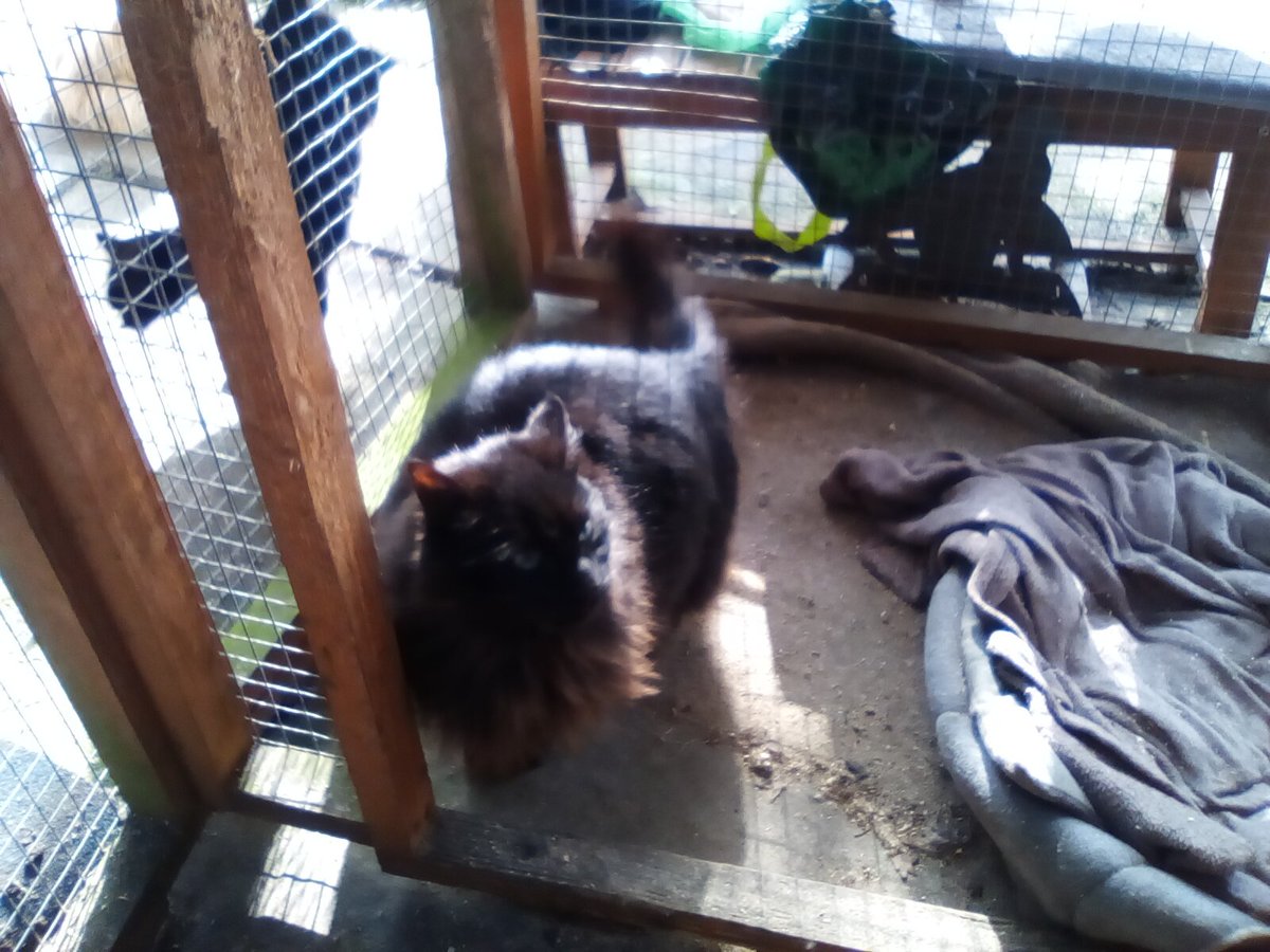 laura watts-fleming in memory of Gabi , Gem🌈 tweet media