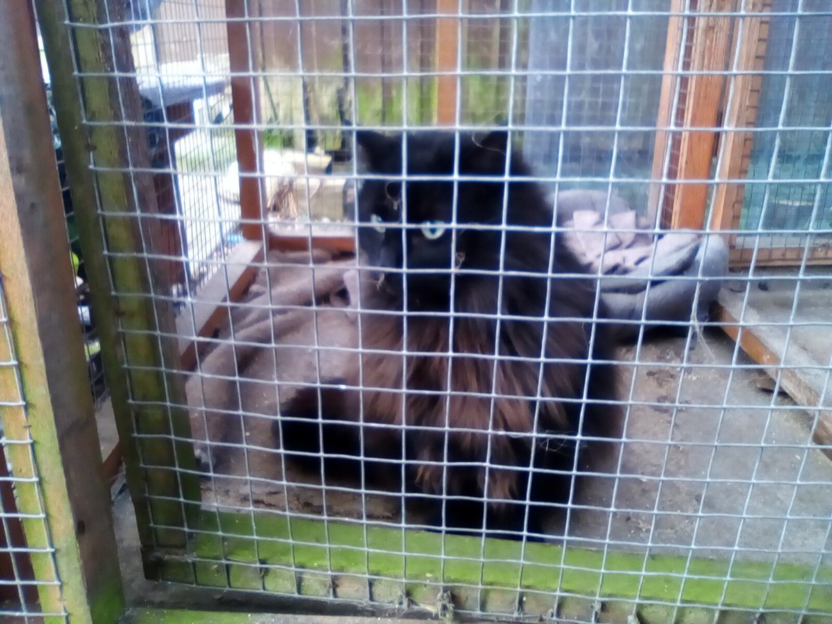 laura watts-fleming in memory of Gabi , Gem🌈 tweet media