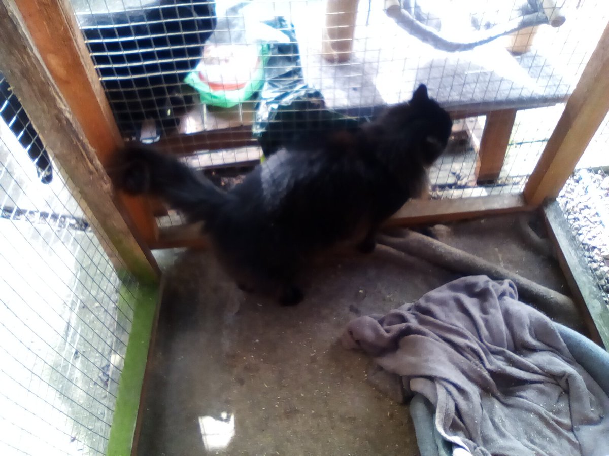 laura watts-fleming in memory of Gabi , Gem🌈 tweet media