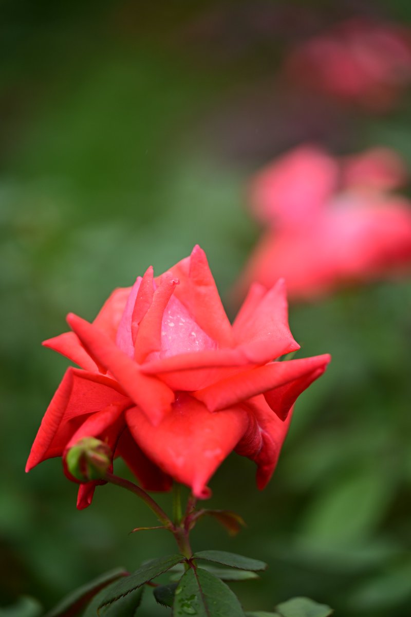 PAPUA（風景・花） tweet media