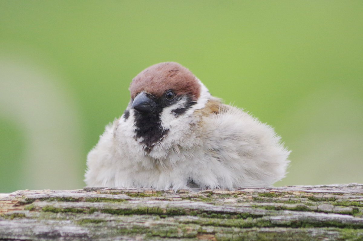 中野さとる tweet media