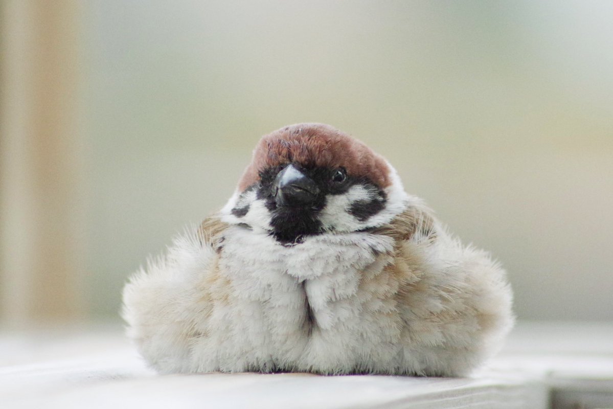 中野さとる tweet media