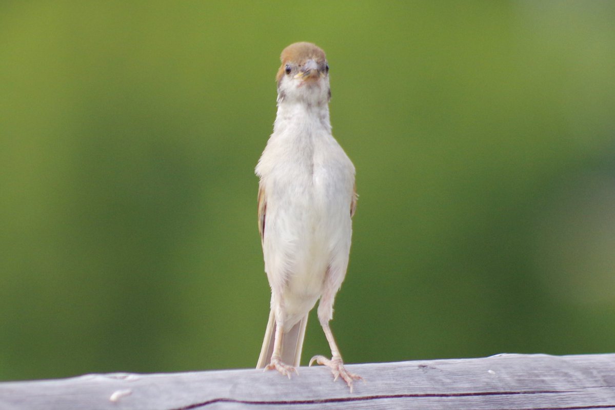 中野さとる tweet media