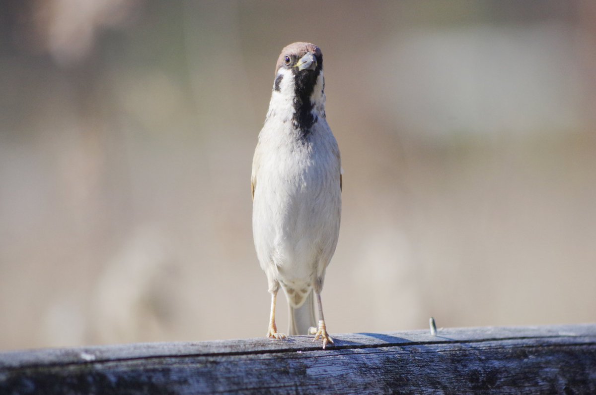 中野さとる tweet media