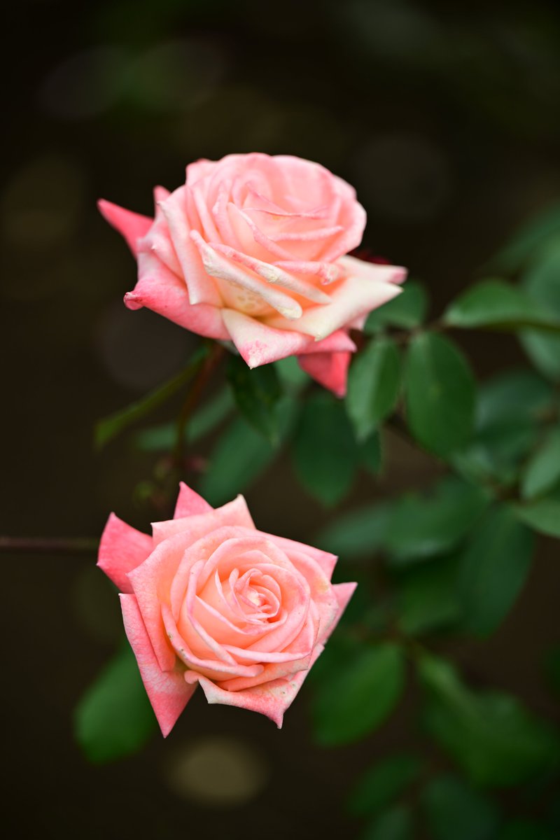 PAPUA（風景・花） tweet media