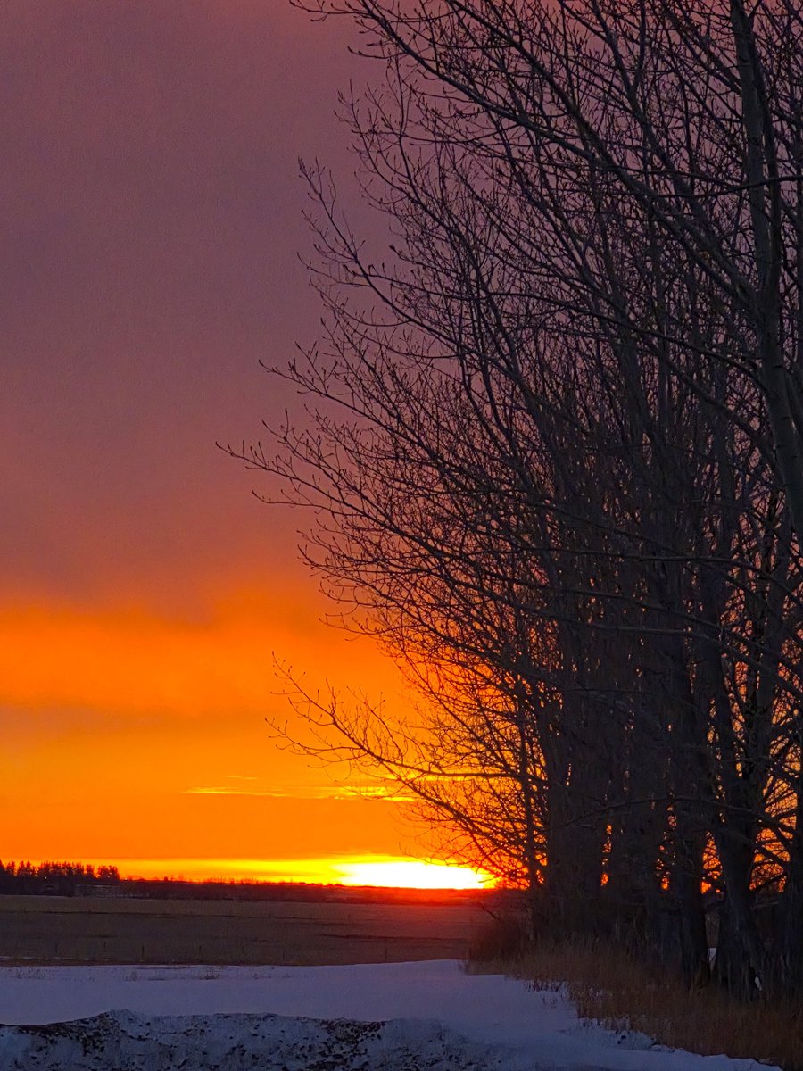 Michelle Mulgrove tweet media