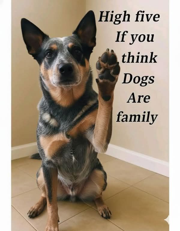 𝕏 Dogs tweet media