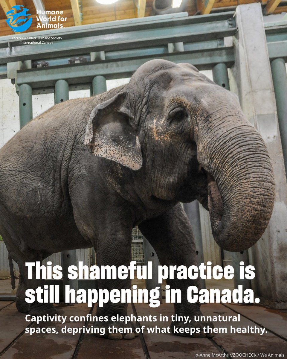 Humane World for Animals Canada tweet media