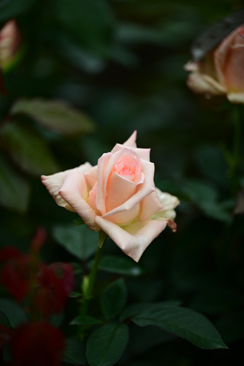 PAPUA（風景・花） tweet media