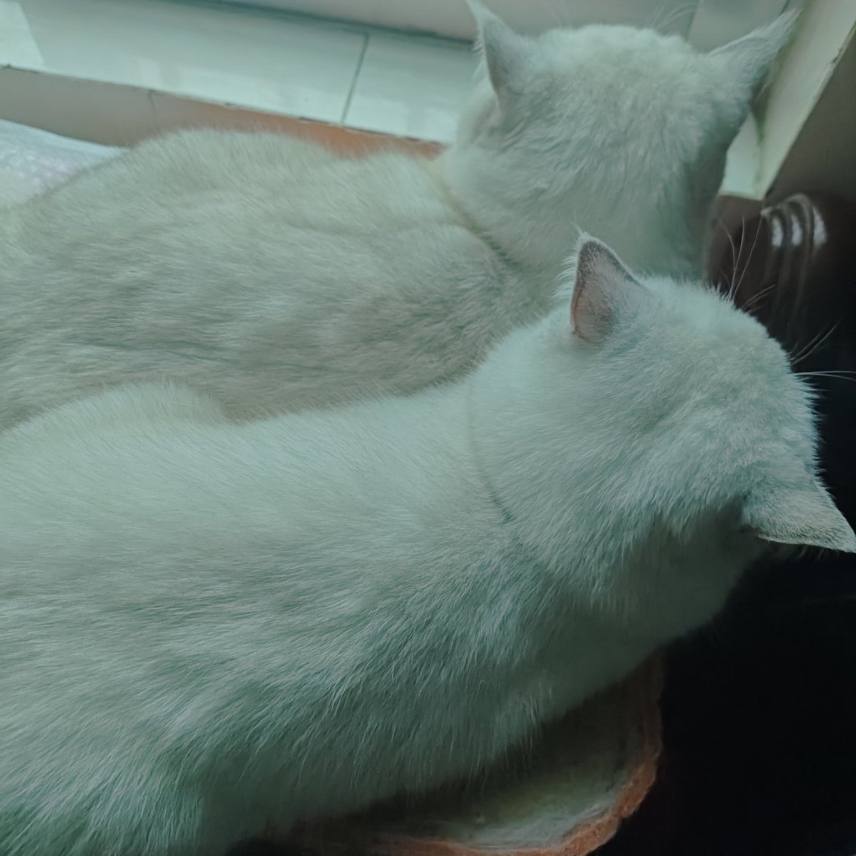 桃桃桃 tweet media