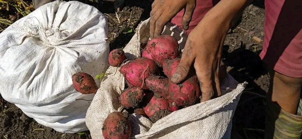 Producir para el pueblo es hoy la prioridad de los integrantes de la CCS Onelio Díaz del Consejo Popular Comecara en el #TercerFrente.  #SantiagodeCuba
