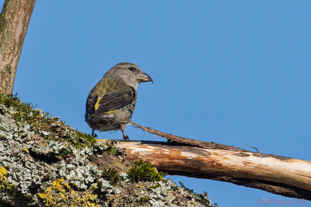 Cliff Gilbert tweet media