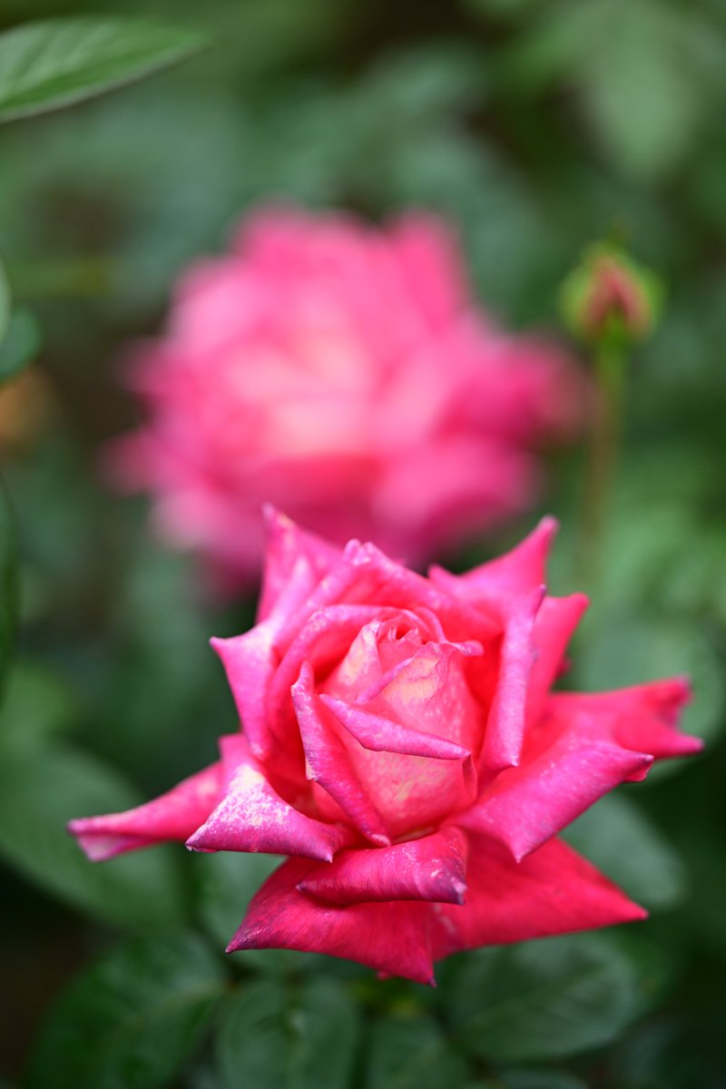 PAPUA（風景・花） tweet media