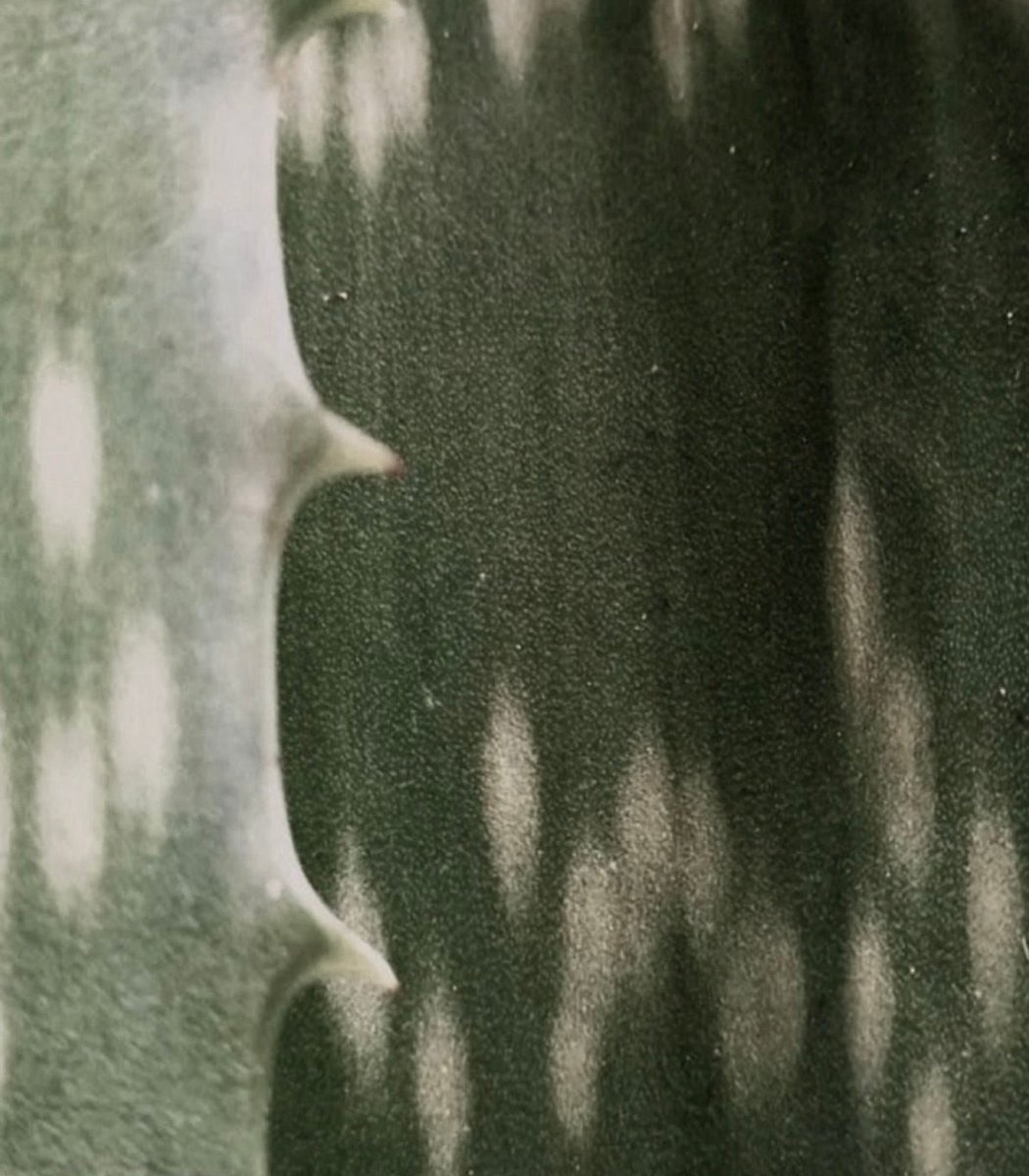 Rich Zira tweet media