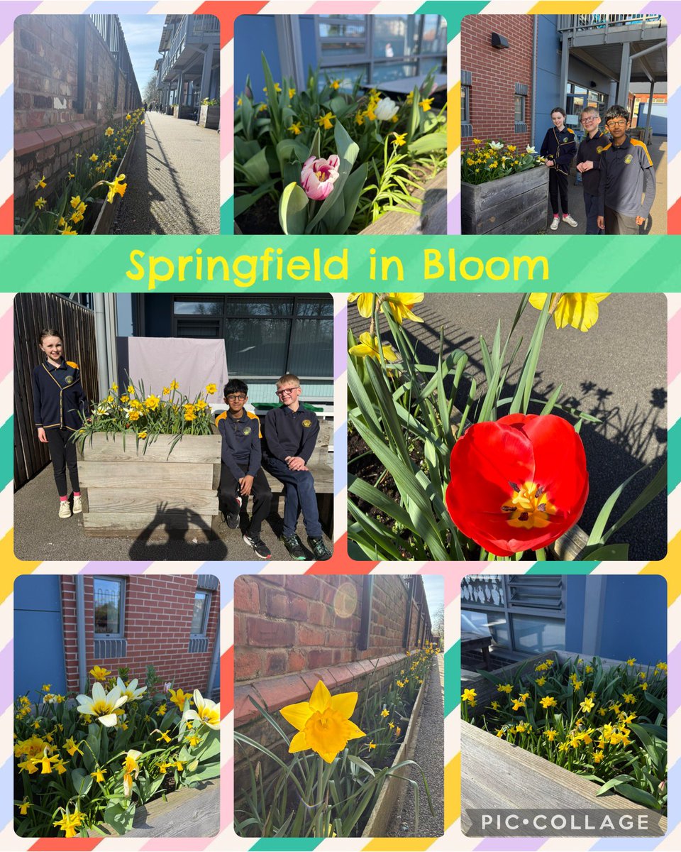 SpringfieldPrimary tweet media