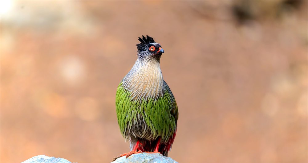 HiGansu's tweet image. During spring, within the Qilian Mountain National Park located in Sunan County, Zhangye City, herds of wildlife such as roe deer, blood pheasants, red deer, blue sheep, and golden eagles forage leisurely, run freely, and soar through the forests and mountains. #springvibe #gansu