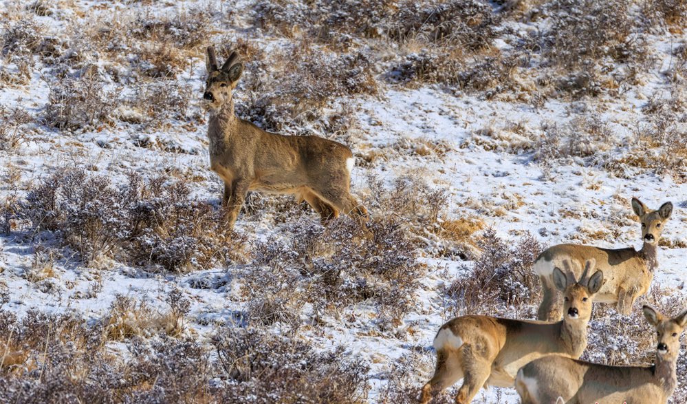 HiGansu's tweet image. During spring, within the Qilian Mountain National Park located in Sunan County, Zhangye City, herds of wildlife such as roe deer, blood pheasants, red deer, blue sheep, and golden eagles forage leisurely, run freely, and soar through the forests and mountains. #springvibe #gansu