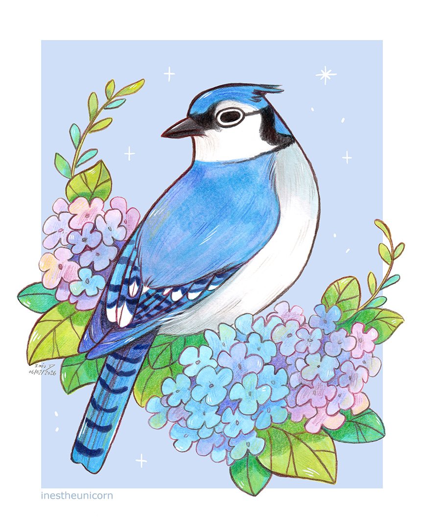 Blue Jay and hydrangeas for this month's Pigeon Mail Club print 🐦💙🌼