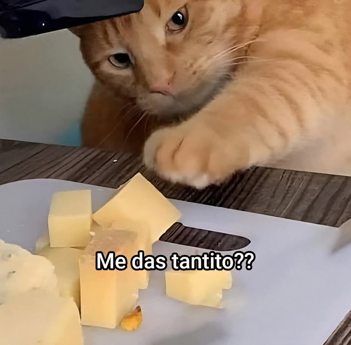 angelo_uf's tweet photo. Me dispongo a cocinar...
Mi gato: https://t.co/0y8q9GZzxN