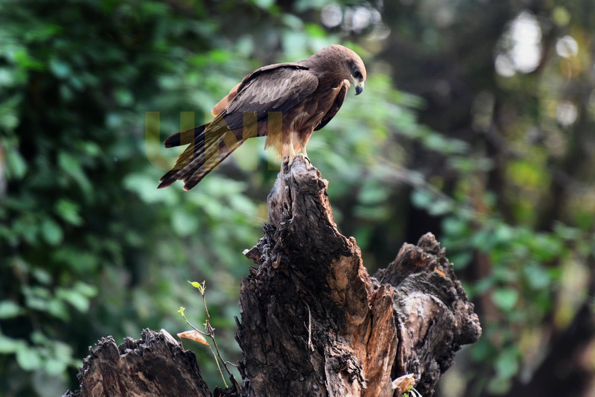 UNI_Photos's tweet image. In Photos | A black kite perched on a tree at the Media Centre in Delhi today.   

📸: Prem Singh / UNI   

#BlackKite | #Perched | #DelhiNature | #Delhi | #MediaCentre | #UNI