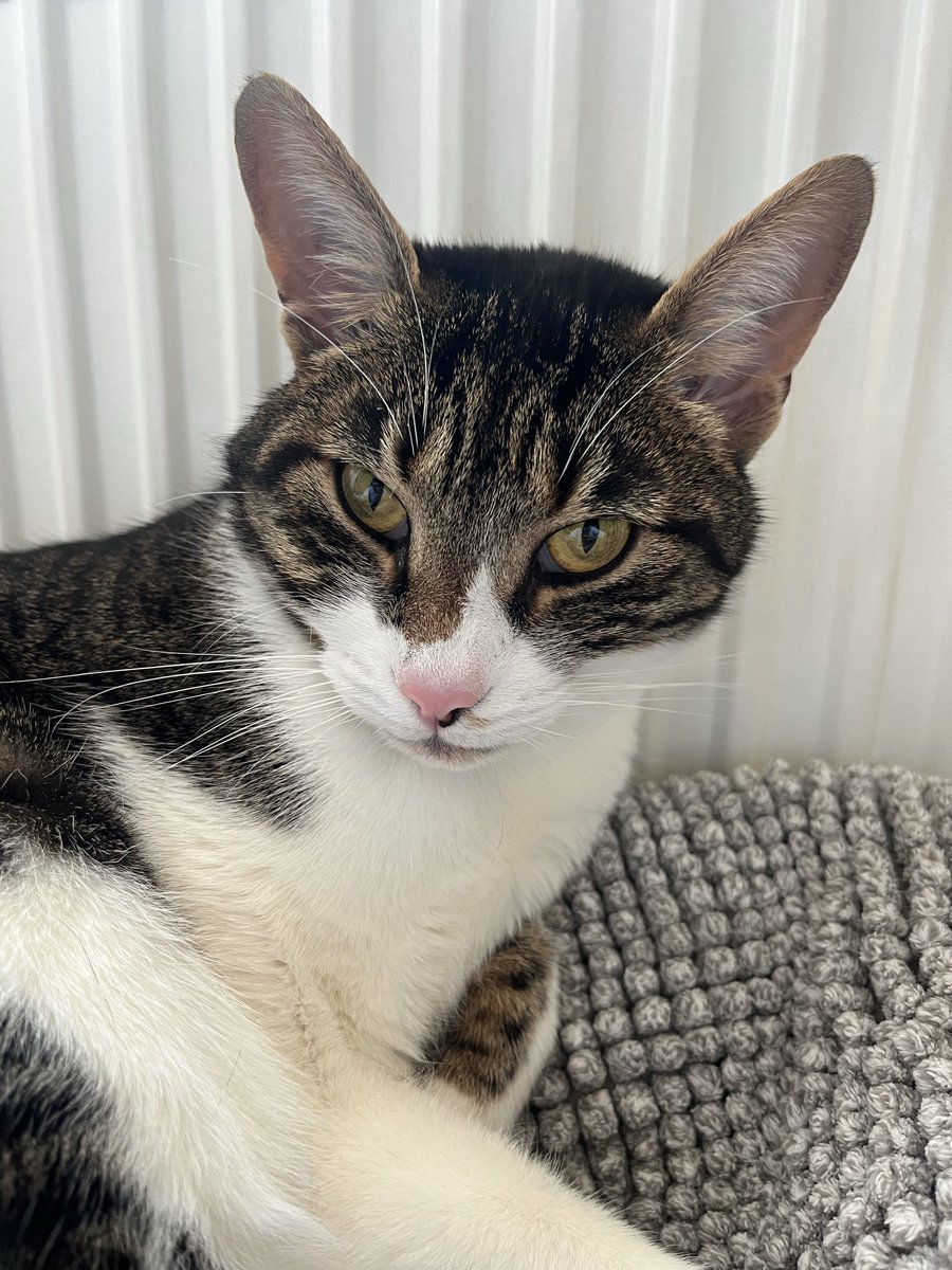 TaSTěmaKočkama tweet media